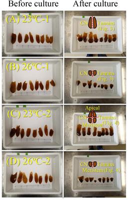 Heat Stress Promotes Nitrogen Accumulation in Meristems via Apical Blade Erosion in a Brown Macroalga With Intercalary Growth